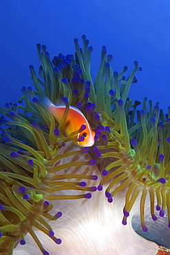 Anemone fish in its anemone, Pohnpei, Micronesia