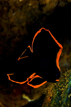 juvenile batfish, Indonesia