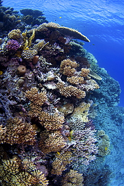 Hard coral reef, Indonesia