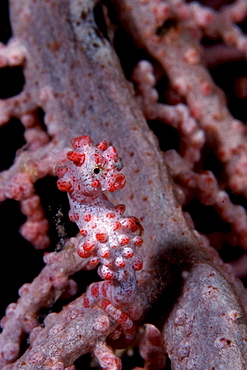 Pigmy seahorse, Sulawesi, Indonesia