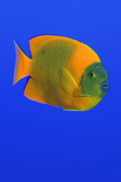 Calrion Angelfish. Socorro. Revillagigedo Islands, Pacific Ocean Pacific Ocean