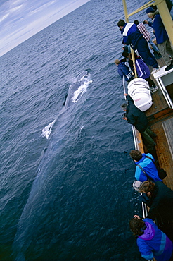 Whale-watchers leaning over a Fin whale (Balaenoptera physalus) as it surfaces (2 of 2 images). Husavik, Iceland