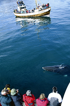 Two whale watching boats at rest with a minke whale (Balaenoptera acutorostrata) lying on the surface between them. Husavik, Iceland.