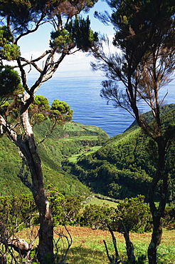 Caldeira de Cima, Sao Jorge, Azores, Portugal, Atlantic, Europe