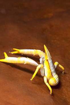 Elegant squat lobster (Allogalathea elegans), Sulawesi, Indonesia, Southeast Asia, Asia