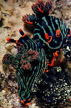 Nembrotha kubaryana nudibranches mating, Sulawesi, Indonesia, Southeast Asia, Asia