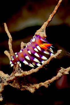 Flabellina exoptata nudibranch, Sulawesi, Indonesia, Southeast Asia, Asia