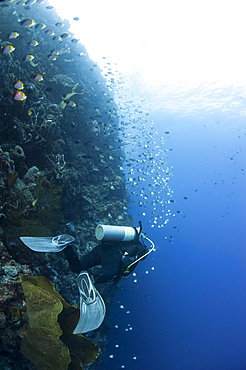 Diver swimming along a wall at Bunaken, Sulawesi, Indonesia, Southeast Asia, Asia