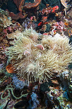 Pink anemonefish (Amphiprion perideraion), Sulawesi, Indonesia, Southeast Asia, Asia