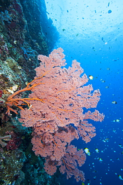 Sea fan (Acabaria), Sulawesi, Indonesia, Southeast Asia, Asia