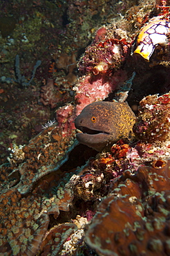 Yellow margined moray eel (Gymnothorax flavimarginatus), Sulawesi, Indonesia, Southeast Asia, Asia