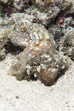 Reef octopus (Octopus cyanea), Sulawesi, Indonesia, Southeast Asia, Asia