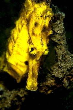 Moluccan seahorse (Hippocampus moluccensis), Sulawesi, Indonesia, Southeast Asia, Asia