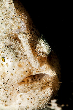 Hispid frogfish (Antennarius hispidus), Sulawesi, Indonesia, Southeast Asia, Asia