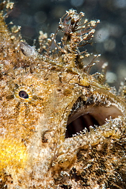 Hairy frogfish (Antennarius striatus), Sulawesi, Indonesia, Southeast Asia, Asia