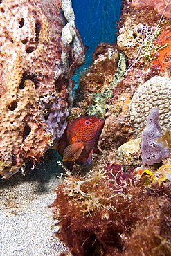 Coney (Cephalopholis fulva), St. Lucia, West Indies, Caribbean, Central America