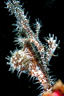 Ornate ghostpipefish (Solenostomus paradoxus) female, Sulawesi, Indonesia, Southeast Asia, Asia