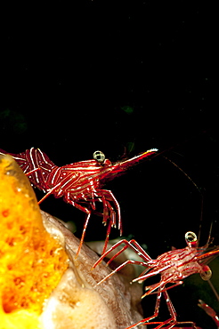 Hinge beak shrimp (Rhynchocinete durbanensis), Sulawesi, Indonesia, Southeast Asia, Asia