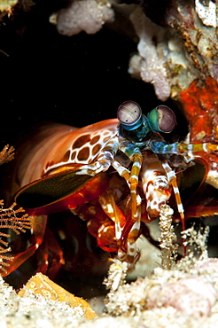 Peacock mantis shrimp (Odontodactylus scyallarus), Sulawesi, Indonesia, Southeast Asia, Asia