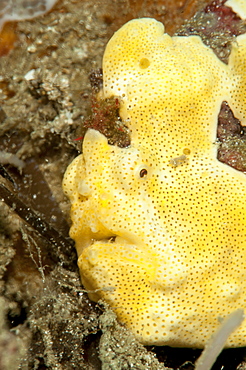 Painted frogfish (Antennarius pictus), Sulawesi, Indonesia, Southeast Asia, Asia