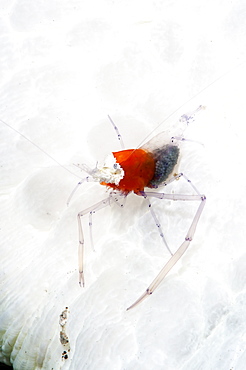 Commensal shrimp (Periclimenes kororensis), Sulawesi, Indonesia, Southeast Asia, Asia