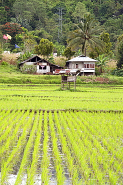 Rice paddy field, Sulawesi, Indonesia, Southeast Asia, Asia