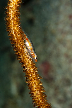 Translucent coral goby (Bryaninops erythrops), Komodo, Indonesia, Southeast Asia, Asia