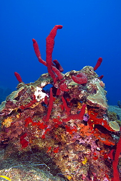 Erect rope sponge (Amphimedon compressa), St. Lucia, West Indies, Caribbean, Central America