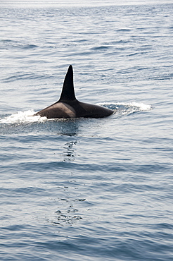 Orca (killer whale) in the Straits of Gibraltar, Europe