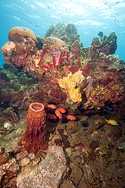 Reef scene with soldier fish, Dominica, West Indies, Caribbean, Central America