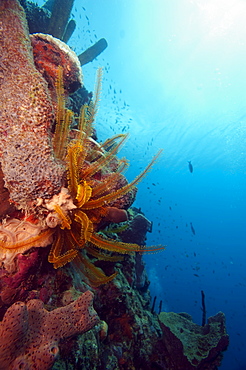 Reef scene with feather star, Dominica, West Indies, Caribbean, Central America