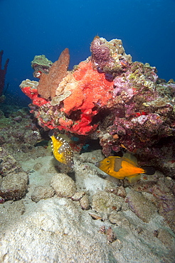 Two white spotted filefish, one in the orange phase, one in the white spotted phase, Dominica, West Indies, Caribbean, Central America