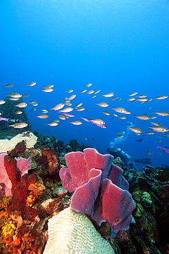 Reef scene with sponges, Dominica, West Indies, Caribbean, Central America