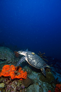 Hawksbill turtle (Eretmochelys) with a tracking device on its back, Dominica, West Indies, Caribbean, Central America