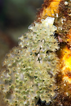 Lettuce sea slug (Elysia crispata), Dominica, West Indies, Caribbean, Central America