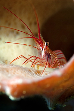 Peppermint shrimp (Lysmata wurdemanni), Dominica, West Indies, Caribbean, Central America