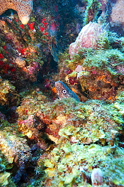 Spotted moray eel (Gymnothorax moringa) in a colourful healthy reef, Dominica, West Indies, Caribbean, Central America