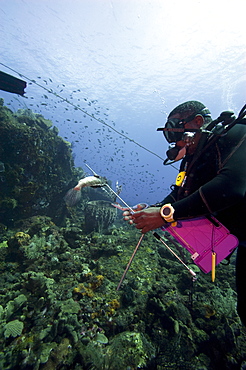 Dive guide culling Pacific lionfish which have infested the Caribbean, Dominica, West Indies, Caribbean, Central America