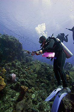 Dive guide culling Pacific lionfish which have infested the Caribbean, Dominica, West Indies, Caribbean, Central America