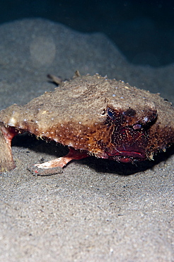 A rare rough back walking batfish (Ogcocephalus parvas) that usually lives at depth to 300m, Dominica, West Indies, Caribbean, Central America