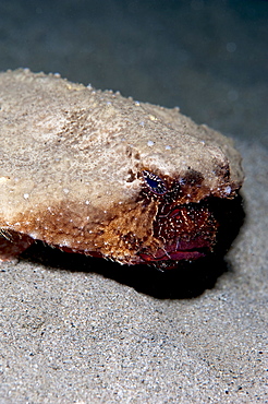 A rare rough back walking batfish (Ogcocephalus parvas) that usually lives at depth to 300m, Dominica, West Indies, Caribbean, Central America