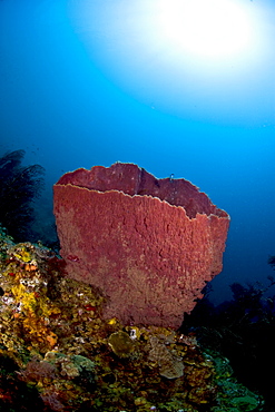 Giant barrel sponge (Xestosongia muta), and sunburst, St. Lucia, West Indies, Caribbean, Central America