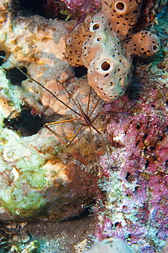 Yellowline arrow crab (Stenorhynchus seticornis), Dominica, West Indies, Caribbean, Central America