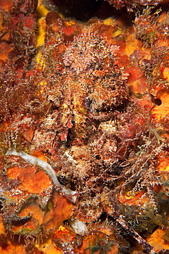 Very well camouflaged plumed scorpionfish (Scorpaena grandicornis), Dominica, West Indies, Caribbean, Central America