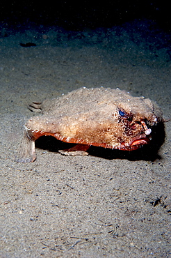 A rare longnose walking batfish (Ogcocephalus corniger) that usually lives at depths to 300m, Dominica, West Indies, Caribbean, Central America