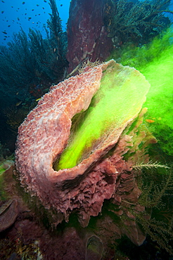 Giant sponge showing how it filters water with the use of dye, Dominica, West Indies, Caribbean, Central America