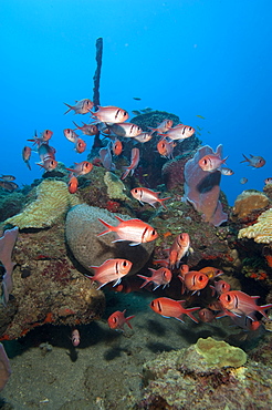 School of blackbar soldierfish (Myripristis jacobus), Dominica, West Indies, Caribbean, Central America