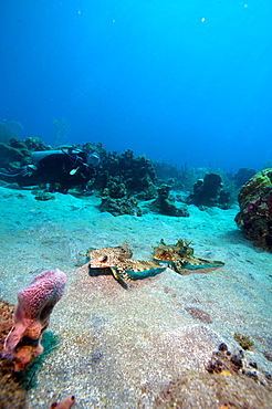 Flying gurnard (Dactylopterus volitans), one male and one female, Dominica, West Indies, Caribbean, Central America