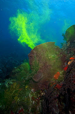 Giant sponge showing how it filters water with the use of dye, Dominica, West Indies, Caribbean, Central America