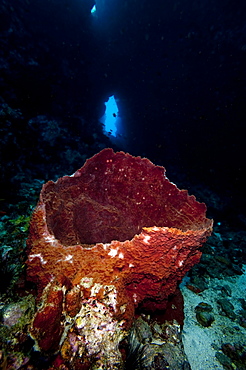 Swim through with giant sponge, Dominica, West Indies, Caribbean, Central America